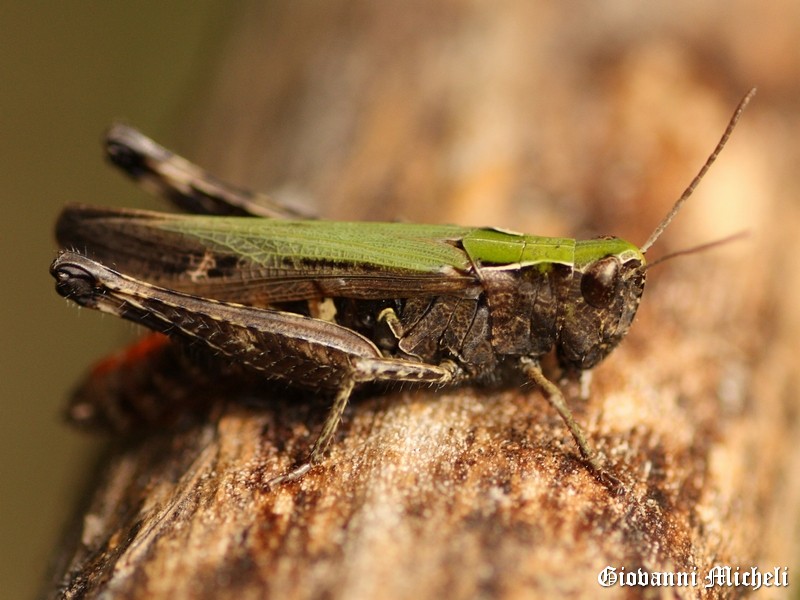 Omocestus   rufipes?  S, femmina